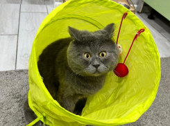 Кот-блогер Федя из Ростовской области стал финалистом международной премии