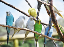 В Ростовскую область из Украины пытались незаконно ввезти 200 попугаев
