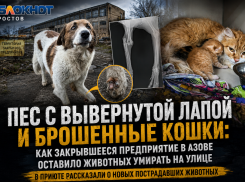 Пес с вывернутой лапой и брошенные кошки: как закрывшееся предприятие в Азове оставило животных умирать на улице