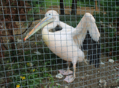 В трогательном зоопарке Ростова появился пеликан-краснокнижник