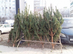Запрещенные новогодние ёлки обнаружили в Ростове