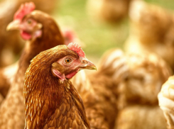 В одном из районов Ростовской области ввели карантин из-за вспышки птичьего гриппа 