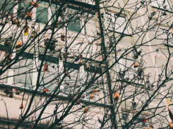 «Мерзкое» чайное дерево под окнами многоэтажки возмутило жителей Ростова