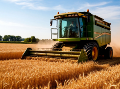 Запрещенный препарат применяли в Ростовской области на озимой пшенице