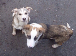 Зоофил из Ростова подыскивал щенка для сексуальных утех