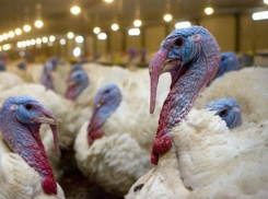 Митинг против организации опасного могильника «Евродона» состоялся в Ростовской области