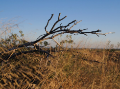 В Ростовской области у собственника изъяли 10 га необрабатываемой земли