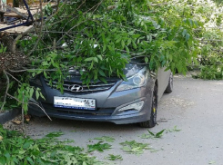 Гигантское дерево раздавило «корейцев» в Ростове