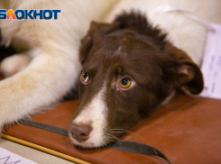 Кинологи рассказали ростовчанам о причинах бессонницы у собак