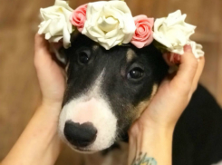 Популярная собака-блогер развенчала все мифы о плохом характере бультерьеров в Ростове