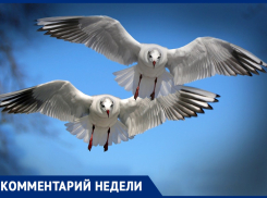 Нашествие чаек на Ростов продлится еще неделю