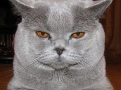 В донской полиции появился виртуальный кот