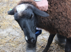 120 овец из Дагестана задержали на Дону
