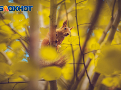 Туман и сильный ветер ожидается в Ростове