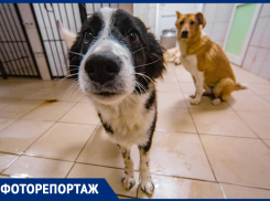 Хочется помочь им всем: как живет и работает центр «Собачий Патруль», где ежегодно стерилизуют более 2,5 тысяч собак