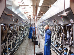 Инвесторы разморозили проекты молочных ферм в Ростовской области