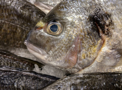 Вяленой рыбкой, несущей инфекцию и отравления, торговали ростовские «Ашаны» и «Магниты»