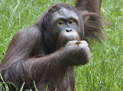 В ростовский зоопарк привезли орангутана из Словакии