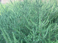 Аллергики смогут вздохнуть свободно: Ростовскую область очистят от амброзии