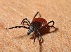 В Ростовской области клещи покусали четыре тысячи человек