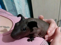 Волшебную лысую свинку житель Ростова-на-Дону решил продать за 1 млн рублей 