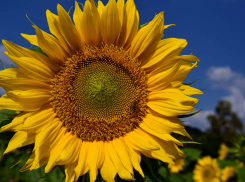 Календарь: 85 лет со дня образования Ростовской области