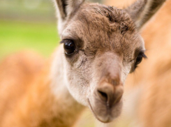 Рождение малышки-гуанако оказалось большим успехом Ростовского зоопарка