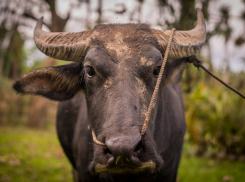 Из-за распространения болезней в Ростовской области начали ограничивать вывоз молока и скота  