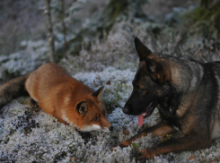 Стая собак и лисица помешали самолету из Ростова приземлиться в аэропорту «Внуково»