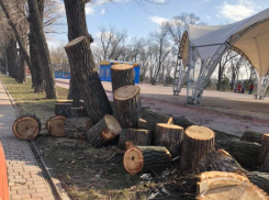 В Ростове сносят молодые деревья в парке «Левобережный»