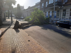 Рухнувшее дерево повредило два автомобиля в Ростове