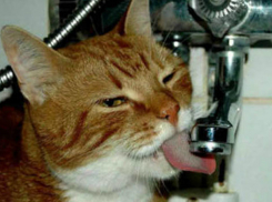 Ростовчан предупредили о масштабном отключении воды