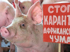 В Ростовской области трижды пытались вывезти свинину из карантинной зоны 
