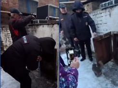Полицейские спасли кота, запертого без еды и воды в подвале МКД в Ростове 