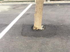 В Ростове на левом берегу Дона деревья закатали в асфальт