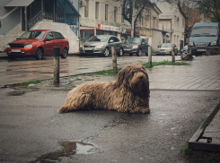 Сильный ветер и дождь ожидаются в Ростове в субботу 