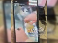 Компания ростовчан пыталась «накурить» кота запрещенными веществами 