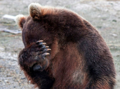 Секс и медведей ищут в Интернете этой весной неутомимые жители Ростовской области