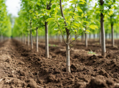 Зовут участвовать всех: более семи тысяч молодых деревьев высадят в Ростове