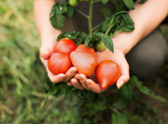 Дозреют и наполнятся: эксперты рассказали ростовчанам о способах продлить сбор урожая томатов в сентябре