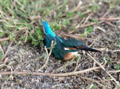 Ростовчанка поймала необычную синюю «птицу счастья»