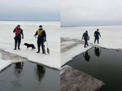 Дрейфовавшую на льдине собаку спасли в Таганрогском заливе