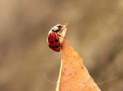 Очень теплым и солнечным выдастся первый день октября в донской столице