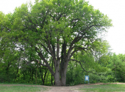 Жители Ростовской области могут проголосовать за уникальный донской дуб-великан 