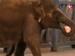 В преддверии чемпионата мира слонов в ростовском зоопарке обучили футбольным финтам