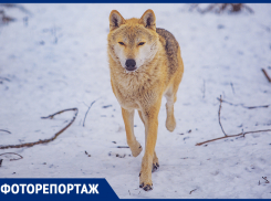Ростовский фотограф показал красоту зимнего зоопарка в снегу