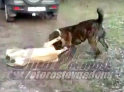 Смертельный бой алабая с псом-убийцей устроили ростовчане и сняли на видео