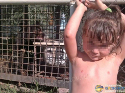 В Шахтах пришла в себя 5-летняя девочка, которой медведь откусил руку. Видео