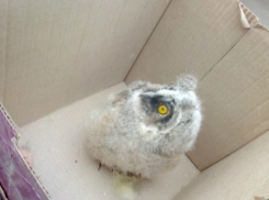 Совят с большими желтыми глазами спасли в Ростовской области