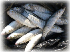 Под Таганрогом задержаны 640 килограмм кефали